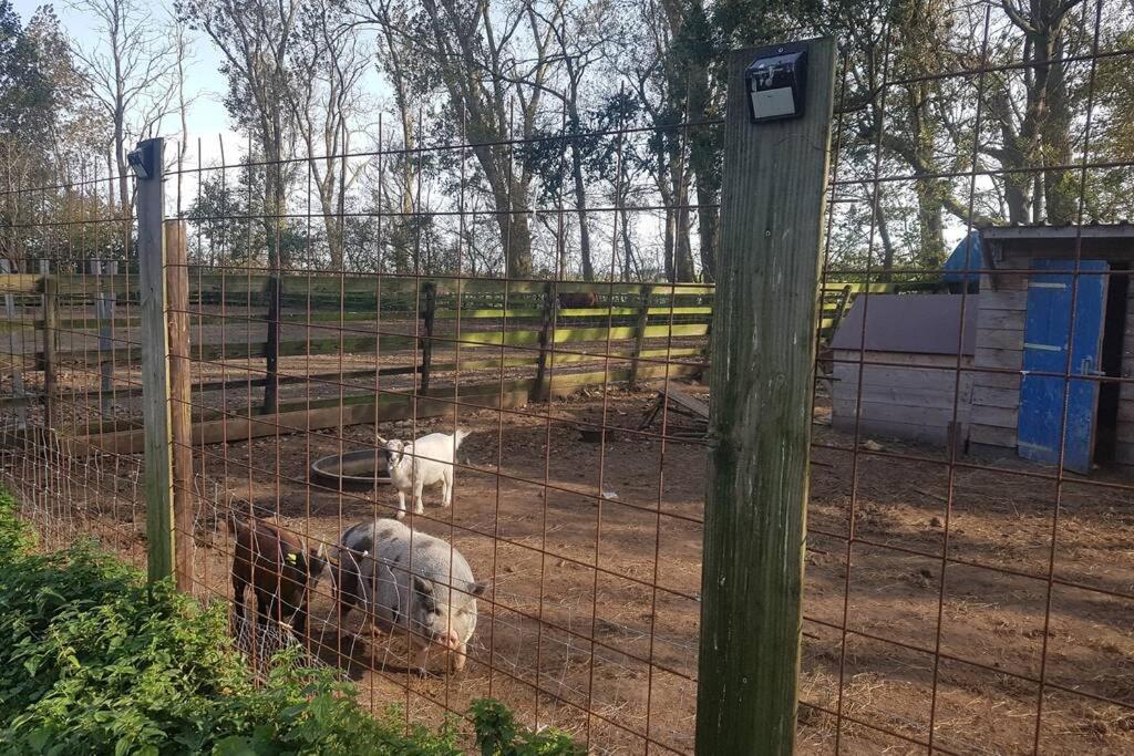 B&B Hoeve Dijkstal Logeren Op De Boerderij Sint Maarten Bagian luar foto