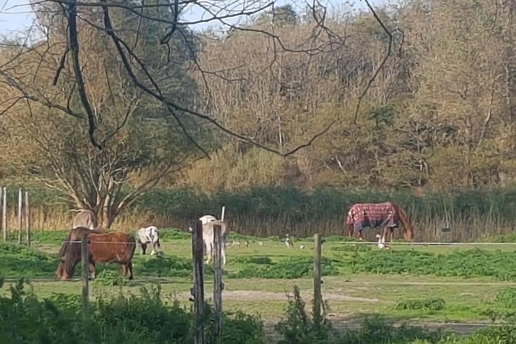 B&B Hoeve Dijkstal Logeren Op De Boerderij Sint Maarten Bagian luar foto